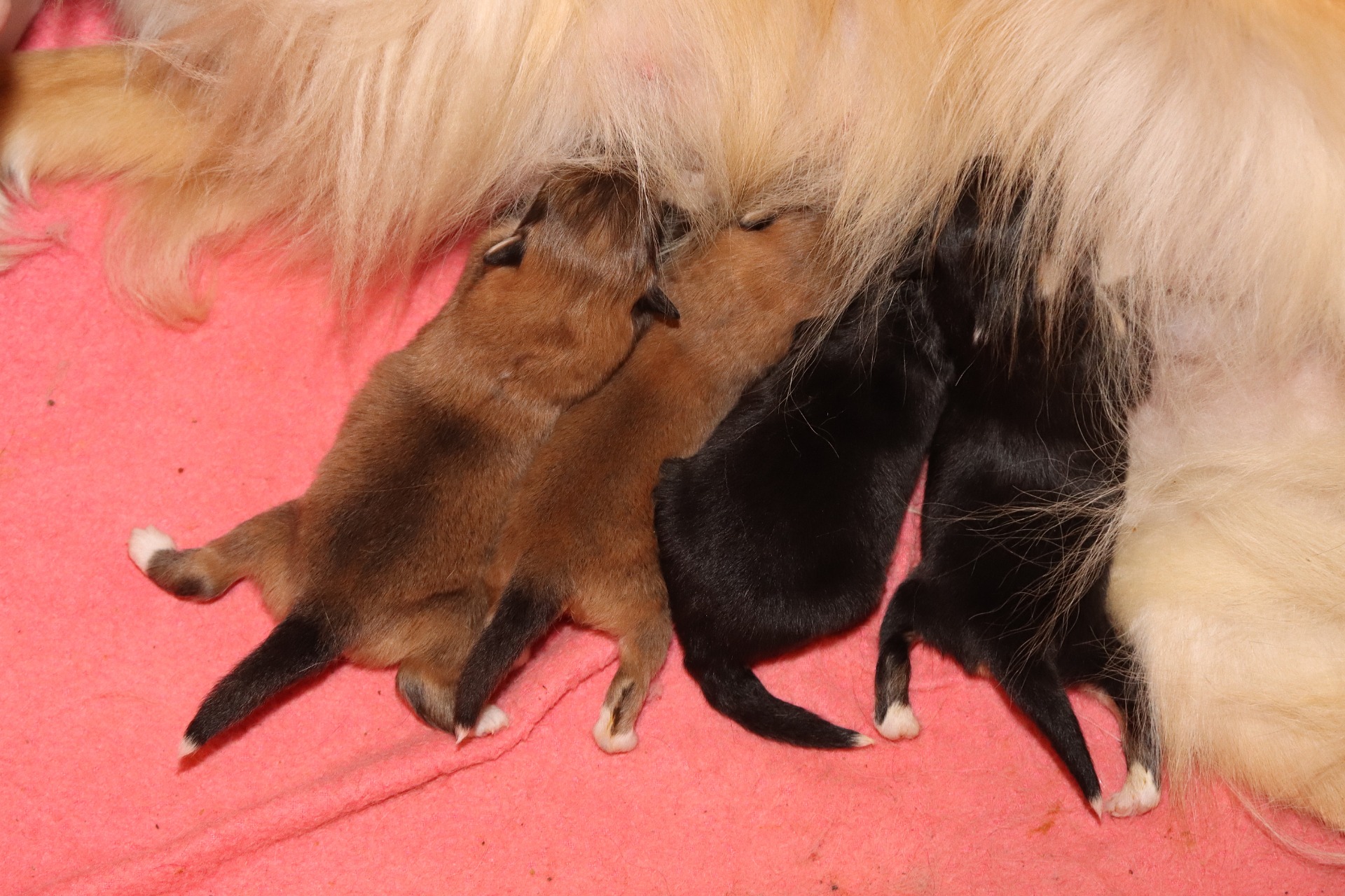 Summerin pennut 5 vrk iässä (23.10.25)