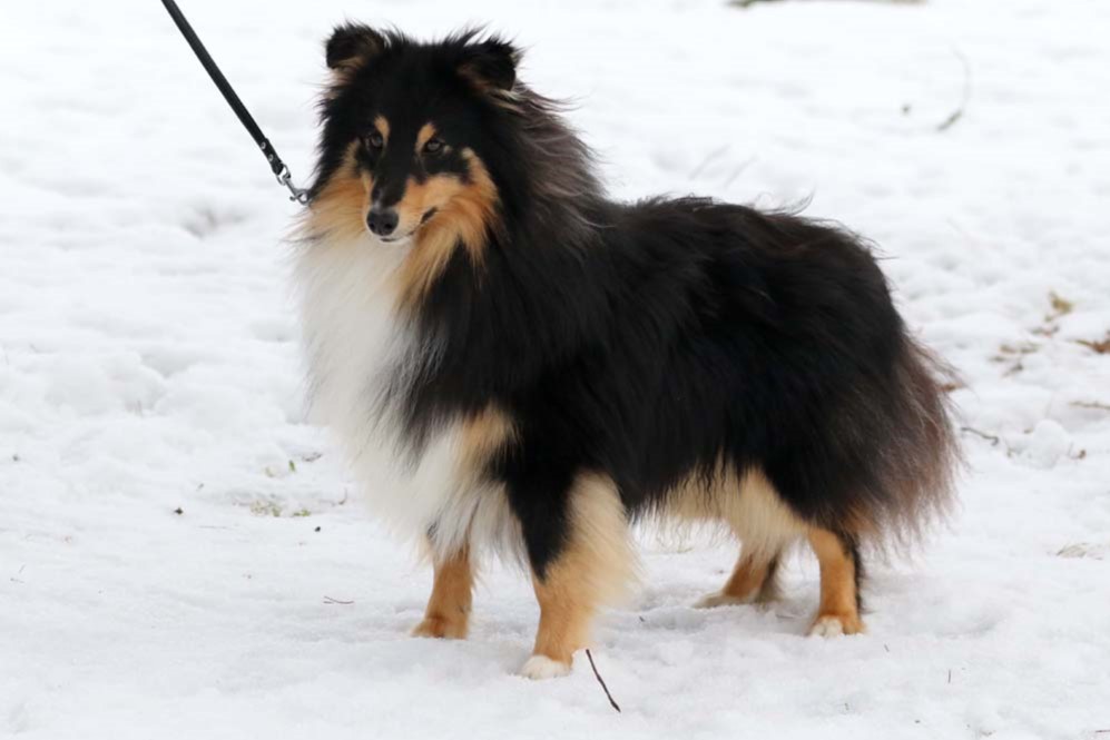 MASERATI IZ GRAFSKOGO POMESTIJA