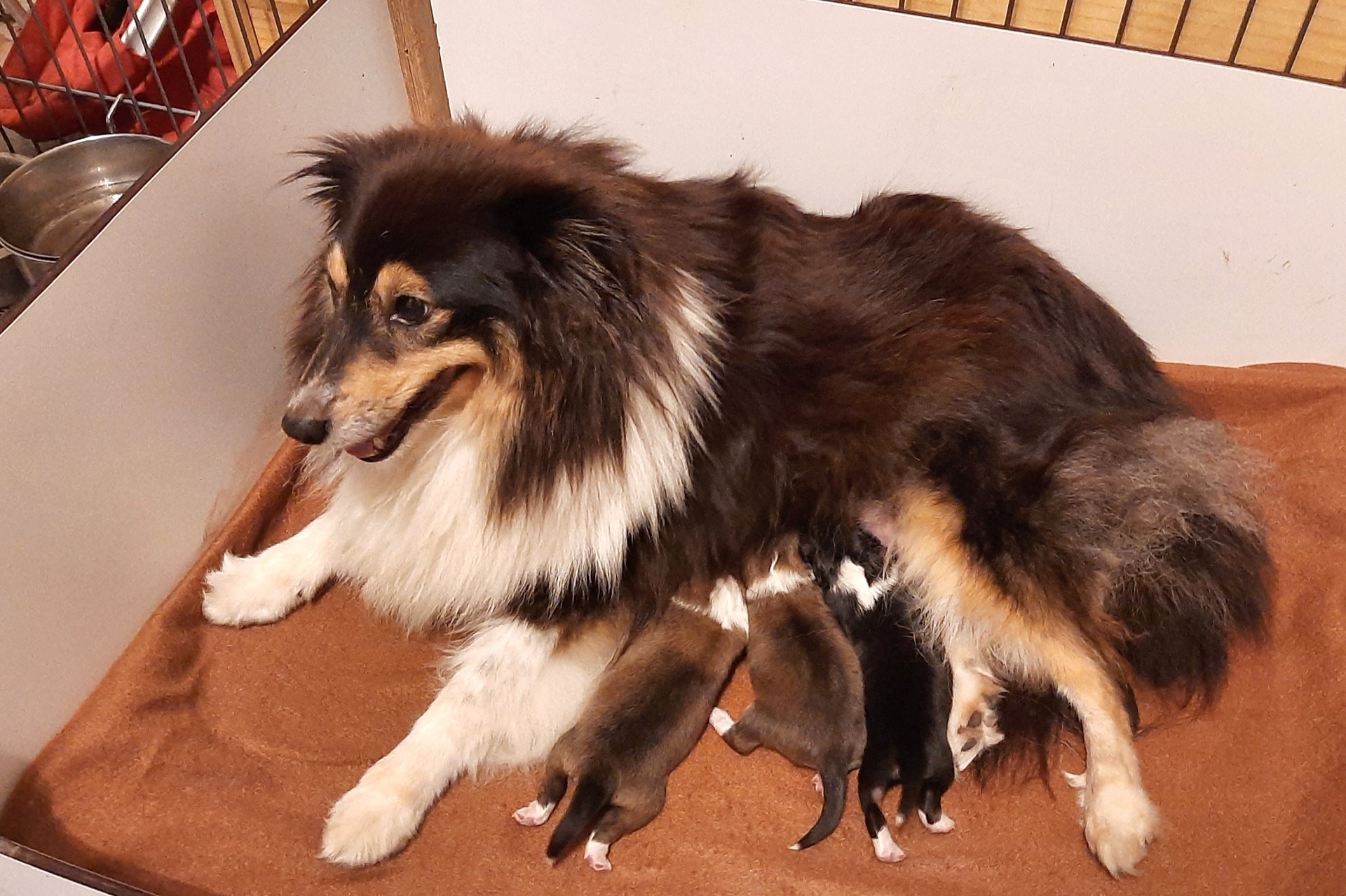 Oona ja Oonan 2 vrk:n ikäiset pennut