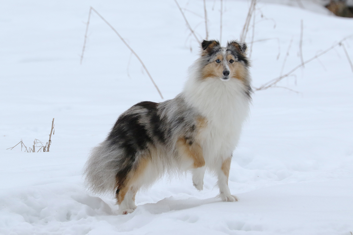 emänä Blenmoon Blue Ginger