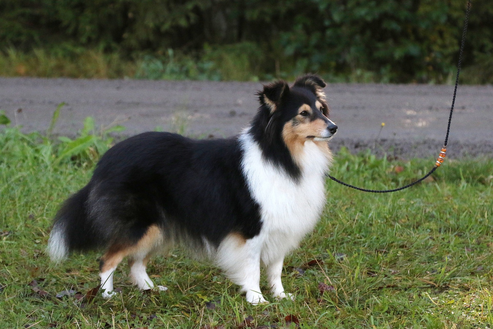 emänä Revonhännän Pelisilmä