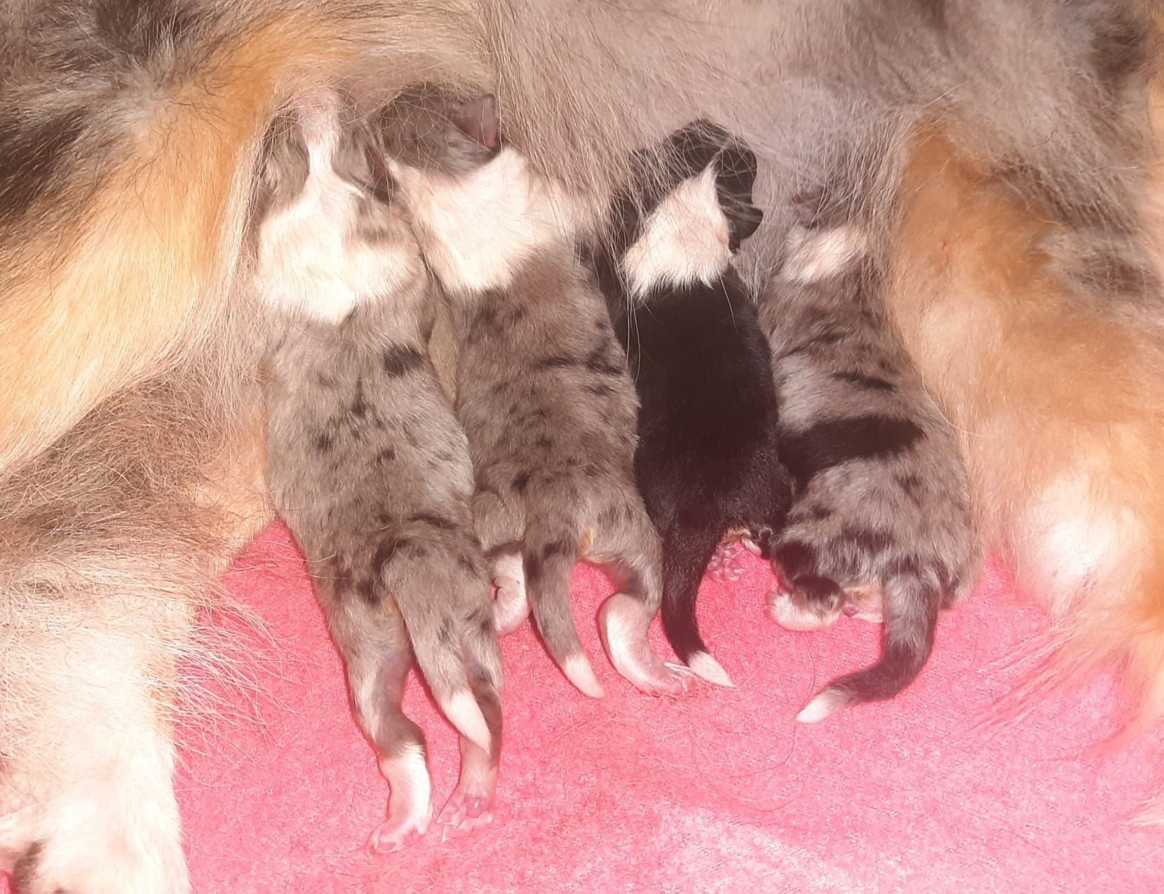 Kinkun vastasyntyneet pennut 13.2.2026